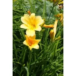 Topkwaliteit | Hemerocallis Stella de Oro