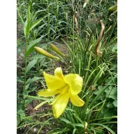 Hemerocallis Corky - Rechtstreeks van de fabrikant