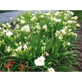 Hemerocallis Gentle Shepherd - Laatste dagen