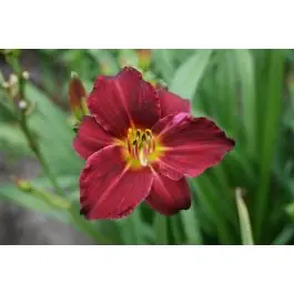 Hemerocallis Pardon Me - Nieuwe release