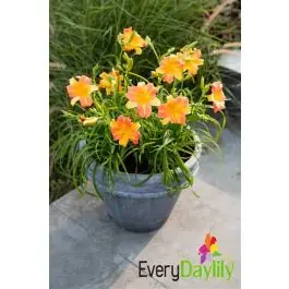 Hemerocallis Everydaylily Punch Yellow - Premiumkwaliteit