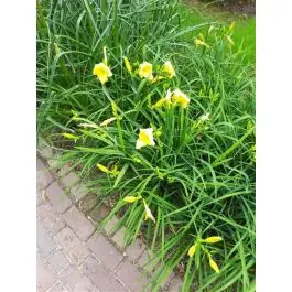 Voorraad bijna op - Hemerocallis citrina