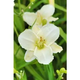 Professionele kwaliteit | Hemerocallis White Temptation