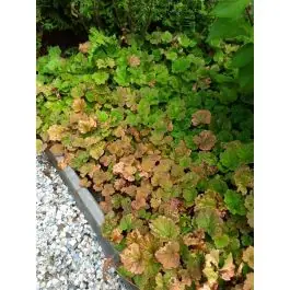 Direct leverbaar - Tellima grandiflora