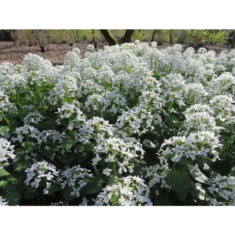 Direct bestellen - Pachyphragma macrophyllum