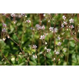 Saxifraga Variegata - Bespaar nu