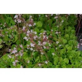 Saxifraga urbium - Deal