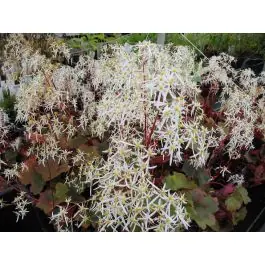 Nu kopen - Saxifraga Rubrifolia