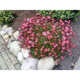Saxifraga Peter Pan - Prijs verlaagd