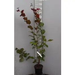 Aanbieding - Corylus Purpurea