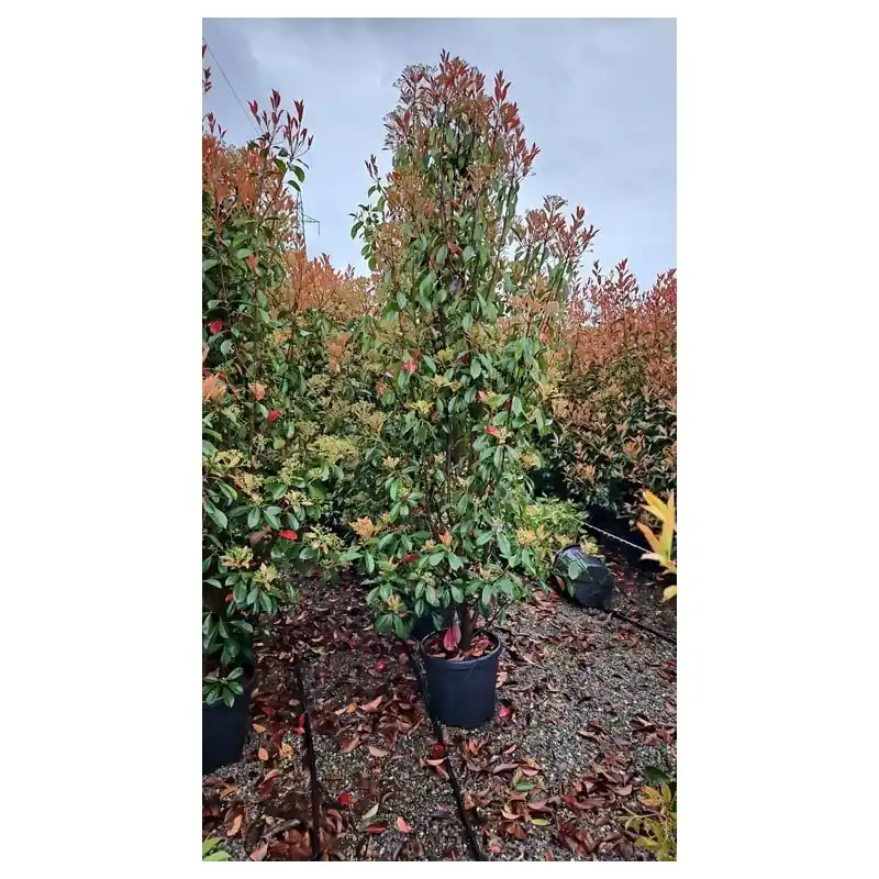 Expreslevering - Photinia Red Robin