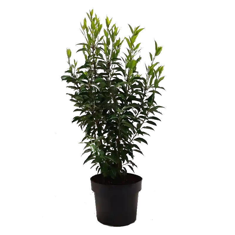 Prunus Angustifolia | Topproduct