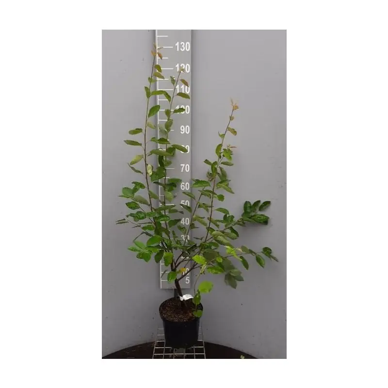 Online kopen - Amelanchier lamarckii