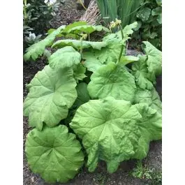 Astilboides tabularis - Fabrieksprijs