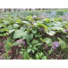 Prijs verlaagd - Trachystemon orientalis