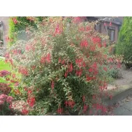 Zojuist toegevoegd | Fuchsia magellanica gracilis