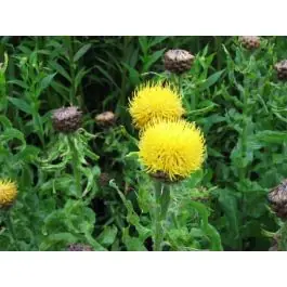 Centaurea macrocephala | Deal