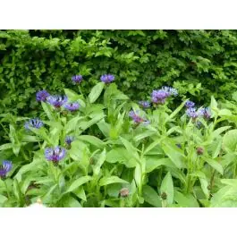 Centaurea montana - Prijs verlaagd