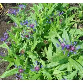 Centaurea Grandiflora - Net toegevoegd