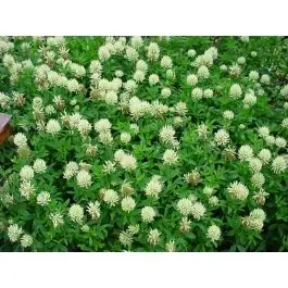 Nieuw product | Trifolium ochroleucon