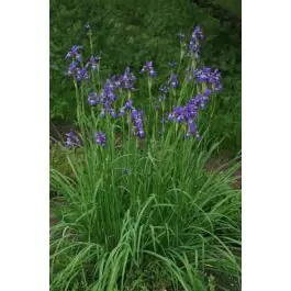 Lage prijs - Iris Blue King