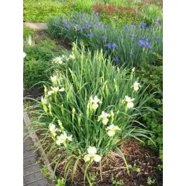 Professionele kwaliteit - Iris Butter and Sugar