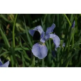 Iris Perry‘s Blue | Nog maar enkele beschikbaar