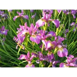 Iris Sparkling Rose | Nieuw