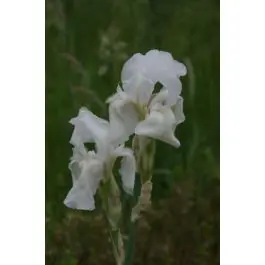 Populair bij klanten - Iris White Knight