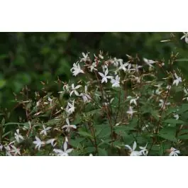 Gratis retourneren - Gillenia trifoliata