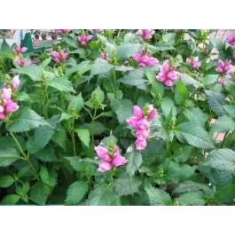 Superprijs | Chelone obliqua