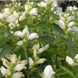 Chelone obliqua Alba - Lage prijs