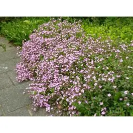 Nu beschikbaar - Saponaria ocymoides