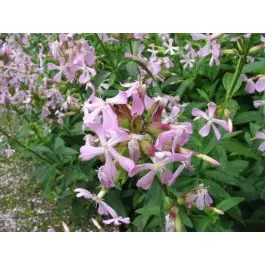 Saponaria officinalis - Speciale aanbieding
