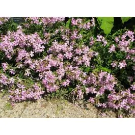 Saponaria Max Frei - Prijs verlaagd