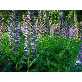 Acanthus spinosus - Meest verkocht