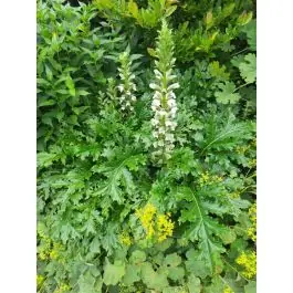 Zeer goed beoordeeld - Acanthus White Lips
