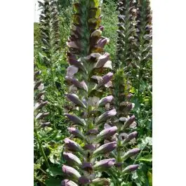 Scherp geprijsd | Acanthus hungaricus