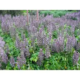 Acanthus Latifolius - Actie