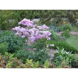 Thalictrum aquilegifolium - Verlaagde prijs
