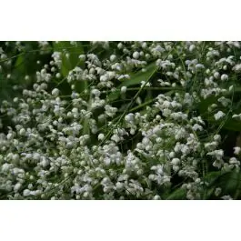 Thalictrum Album - Koopje