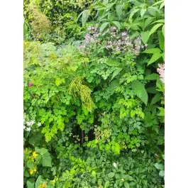 Veel gekozen - Thalictrum rochebrunianum