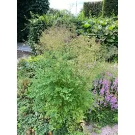 Thalictrum flavum glaucum | Klantfavoriet
