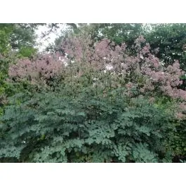 Thalictrum Elin | Lage prijs