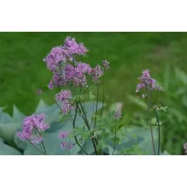 Thalictrum Thundercloud - Meest verkocht