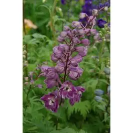 Delphinium Astolat - Topdeal