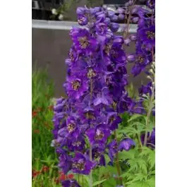 Delphinium Black Knight - Scherp geprijsd