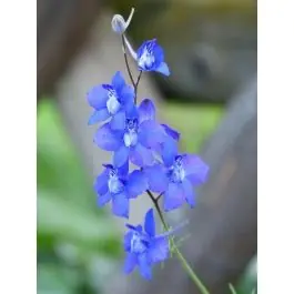 Delphinium Blauer Zwerg - Professionele kwaliteit