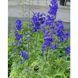 Delphinium Atlantis - Online kopen