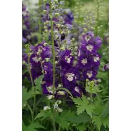 Voorraad bijna op | Delphinium Magic Fountains